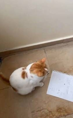 Öğrencilerin gözü önünde kediyi 5. kattan itti. Kedi Eros'un yankısı sürerken. Bu nasıl hoca - Resim: 11